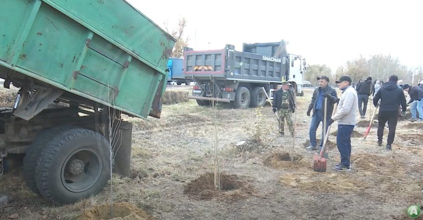 В Лисаковске появилась аллея из пирамидальных тополей