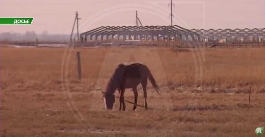 Более 3,5 тысяч голов скота возвращено полицией Казахстана владельцам в этом году