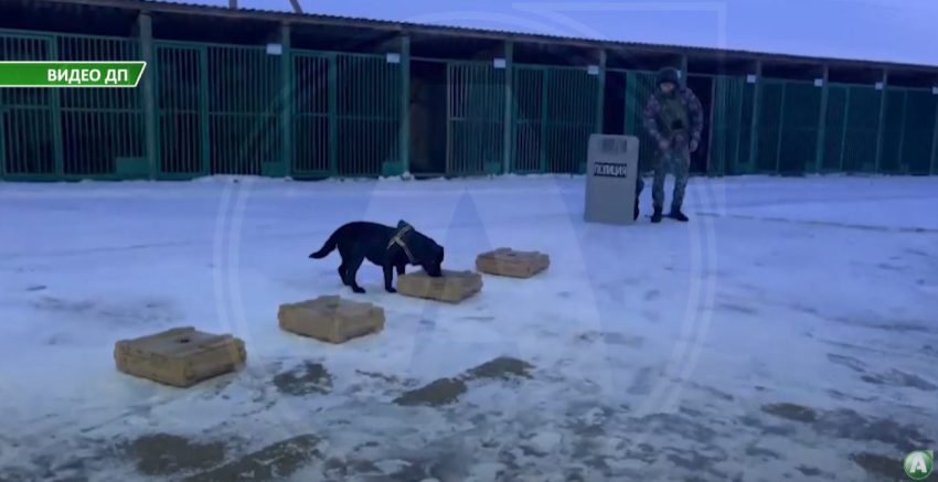 Служебные собаки за год помогли костанайским полицейским решить более пяти тысяч оперативных задач